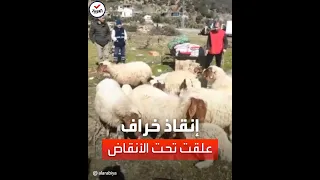 إنقاذ خراف بقيت عالقة تحت الأنقاض لـ 11 يوما في تركيا 