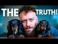 The Truth About DACHSHUNDS