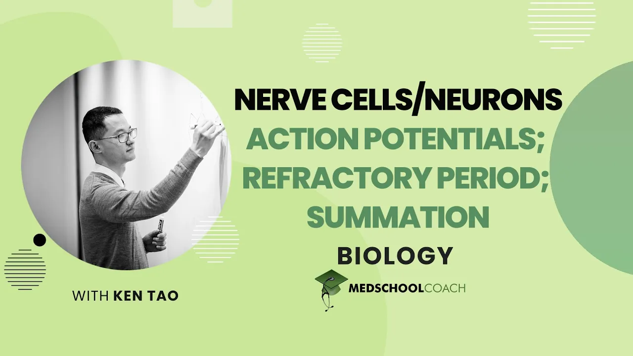 Action Potentials, Refractory Period, and Summation