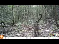 Download Lagu Rare Footage of Endangered Bornean Clouded Leopard Family!