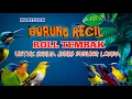 Download Lagu 2 jam masteran  BURCIL ROLL TEMBAK untuk semua jenis burung lomba di jamin MENYALA!!