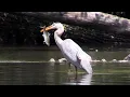 Download Lagu Great Blue Heron, Black-crowned Night Herons \u0026 Others in the Charles River