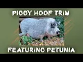 Pigs HATE Getting Their Hooves Trimmed