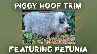 Pigs HATE Getting Their Hooves Trimmed