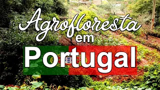 Como a agrofloresta ajudou Portugal.