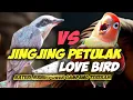 Download Lagu MASTERAN PETULAK JINGJING VS LOVE BIRD || JINGJING PETULAK SAMBUNG LOVE BIRD | LOVE BIRD VS JINGJING