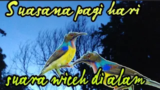 suasana di pagi hari suara burung witceh korlap di alam