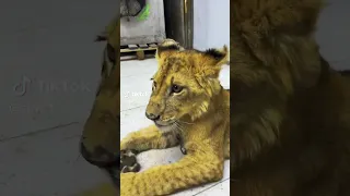 امير سنوبي ابو الدرك لوزي 