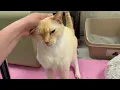 ADOPTED Chino - adoptable flame point Siamese at Oshkosh Area Humane Society