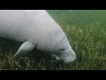 Push aims to put Florida s manatees on endangered species list