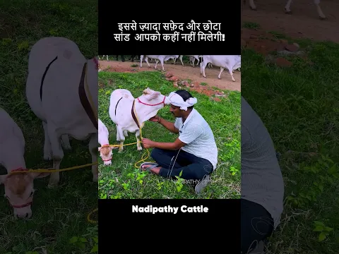 Chote Chote gaay ! ❤️Jai gomatha  #viral #youtube #littleradhe #farm #pets #shorts