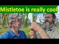 Mistletoe s fundamental ecological importance