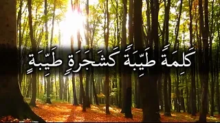ألم تر كيف ضرب الله مثلا كلمة طيبة كشجرة طيبة أصلها ثابت وفرعها في السماء للشيخ ياسر الدوسري 