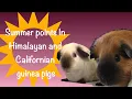 Fading markings on Himalayan and Californian guinea pigs why does this happen