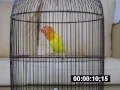 Download Lagu LOVEBIRD LUTINO MM NGEKEK PANJANG ALEXIS 1 MENIT BARU
