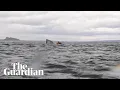 Humpback whale briefly takes kayaker into mouth before spitting him out