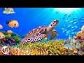 Download Lagu Расслабляющая музыка для успокоения ума 🐢 Исследование коралловых рифов и чудес океана