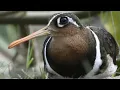 Download Lagu THE SOUND OF A LARGE FLOWER BURCET BIRD CLEAR SOUND IS EFFECTIVE FOR TRAWLING
