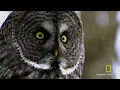 Great Grey Owl | Untamed Americas