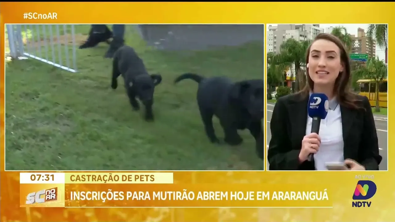 Araranguá inicia inscrições para castração de pets; saiba como participar