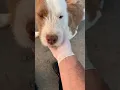 Just another day of animals rescue in Tijuana Mexico