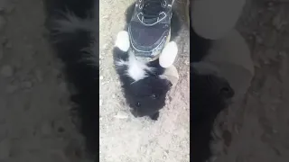 سگ بامزه Tasty Dog 