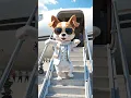 Download Lagu 💃 Dance Perfume Lagave Chunni Mein | Cute Dog Boss Style Entrance from Private Jet ✨🐶