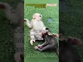 Lagu RANKING MONKEYS FUNNIEST MOMENTS😂  #funny #monkey #comedy #cute #ranking #memes #pets #animals