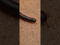Download Lagu millipede morning walking #millipede #walking