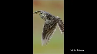 افضل صوت لصيد المطوق أكيد مجرب فعال 100 