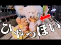 Download Lagu Our new sheltie, Claire, has made lots of friends and seems to be having a lot of fun!