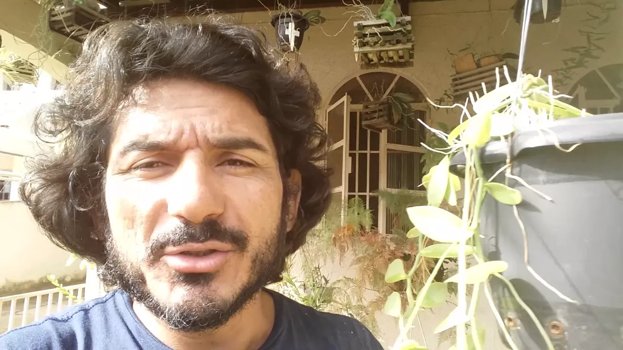 SOBRE CULTIVO DE VANILLA ORQUÍDEAS