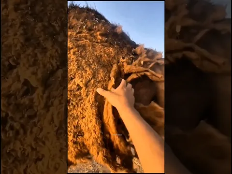 The Strange Way Camel Wool Comes Off!