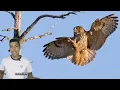 A Maior Coruja do Mundo! Coruja-real (Bubo bubo).