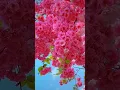 Download Lagu Beautiful cherry blossom 🌸 flowers (14/4)