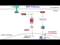 Pattern Recognition Receptors