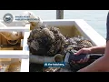 Tour the Brant Point Shellfish Hatchery