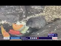 Download Lagu Punxsutawney Phil and wife Phyllis announce names of pups