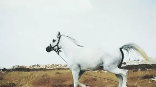 في ثلاثين يومي مع لياليها دندنها