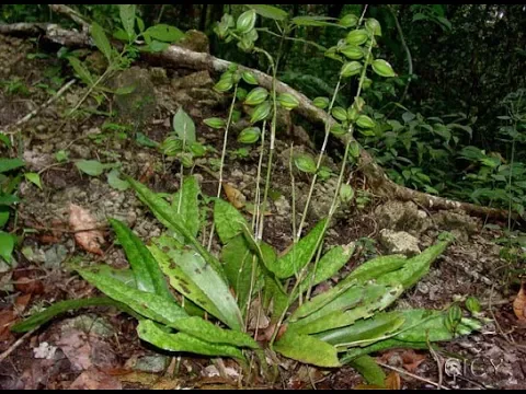 ENCONTREI ORQUIDEAS NATIVAS