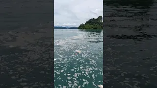 Ocean Garbage 😠 #shorts #sailing #travel #sailinglife