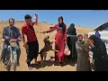 Nomadic Life Returns to the Mountains Antique Gun Sheep Life