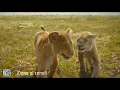 Braelyn Rankins - I Always Wanted A Brother (Mufasa: O Rei Leão)