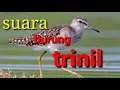 Download Lagu suara pikat burung trinil