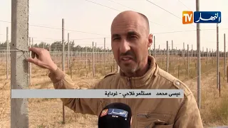غرداية   بارغولا    تقنية جديدة في زراعة العنب دندنها