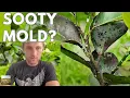 SOOTY MOLD FUNGUS tips for CITRUS tree disease and treatment