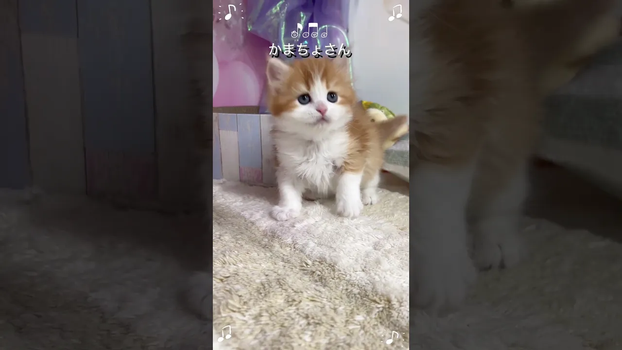 動画