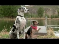 Subaru Forester 2012 Funny Dog Commercial