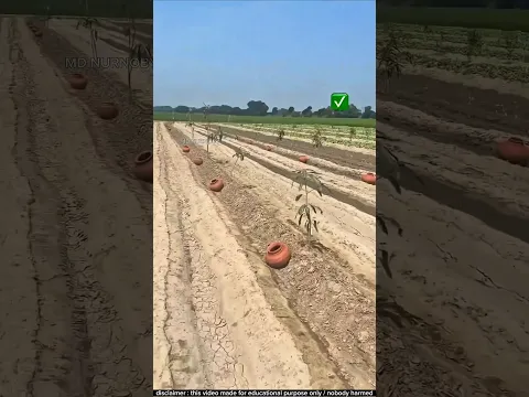 গাছের পাশে কেন মাটির পাত্র বসানে হয় | Farming technique