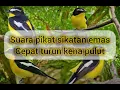 Suara pikat burung sikatan EMAS AUTO POINT #mikatburung #suarapikatampuh #burcil #mp3